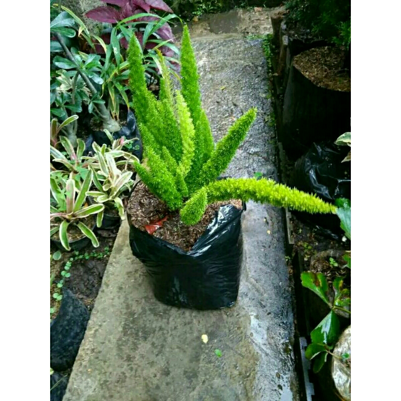 ekor tupai buntut bajing