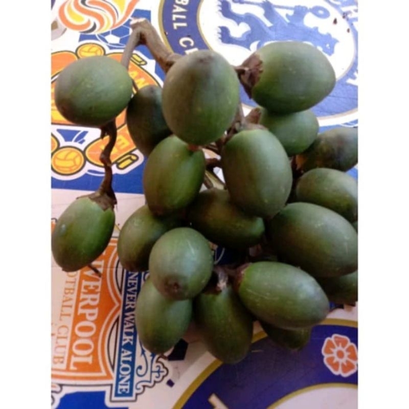 

Buah pinag muda penambah stamina dan herbal
