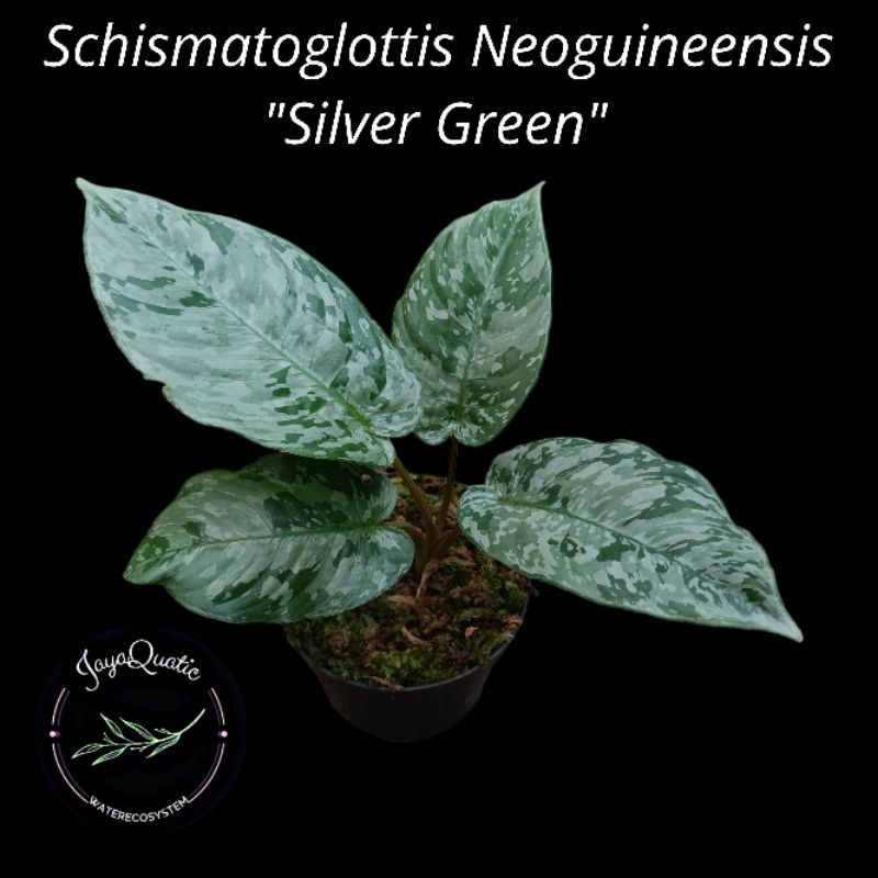 Schismatoglottis Neoguineensis "Silver Green" - Tanaman Hias Paludarium Jungleplant Outdoor/Indoorpl