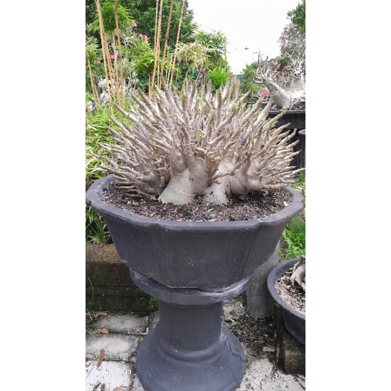 ARABICUM GODJI X MKMK SUPER JUMBO POT 50CM