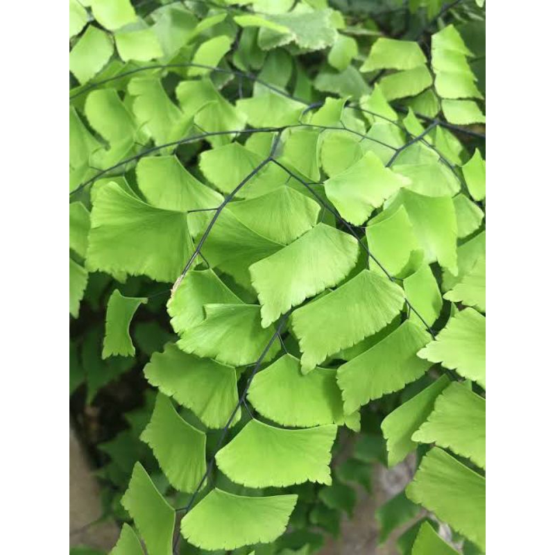 SUPLIR DOLAR TANAMAN HIAS PALUDARIUM/ TERARIUM