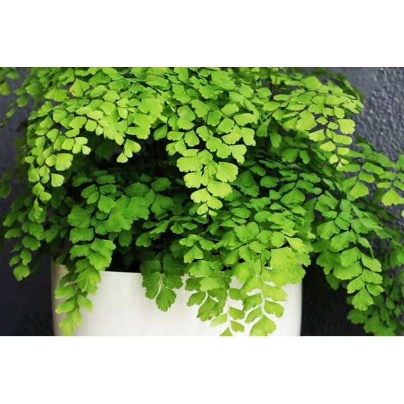 TANAMAN HIAS SUPLIR LIMA JARI TANAMAN PALUDARIUM TERARIUM