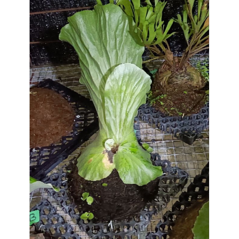 platycerium / kesimbar angolense  DC 25x25 cm rawatan