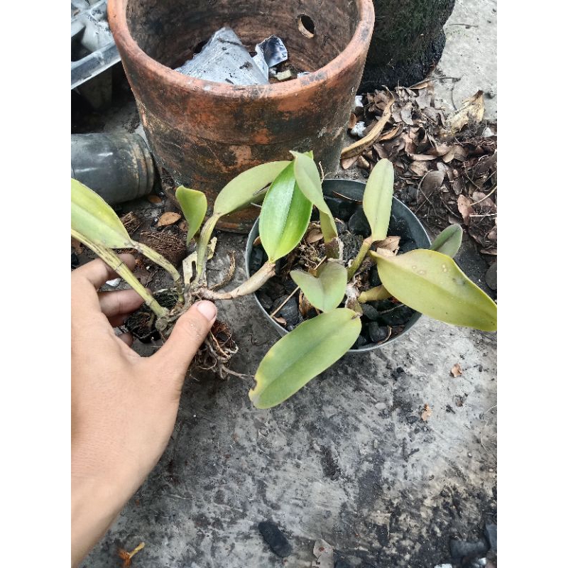 anggrek cattleya siap bunga