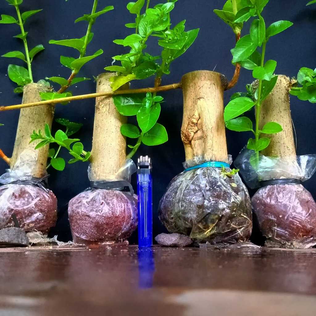 SANCANG BAHAN BONSAI BATANG BESAR Uk.Botol UC1000