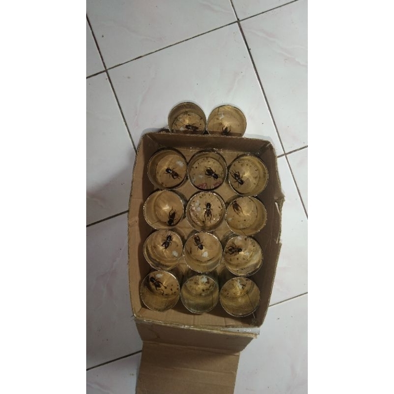 dopping sadek cobra 1 paket