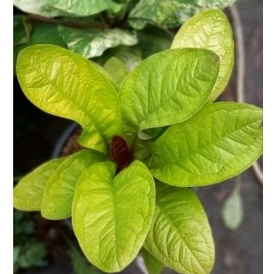 Anthurium Jemani Golden Lemon / Jemani Golden