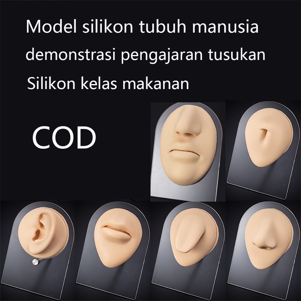 Alat Bantu Mengajar Model Telinga Manusia Palsu Bahan Silikon Dapat Digunakan Kembali Model Telinga 