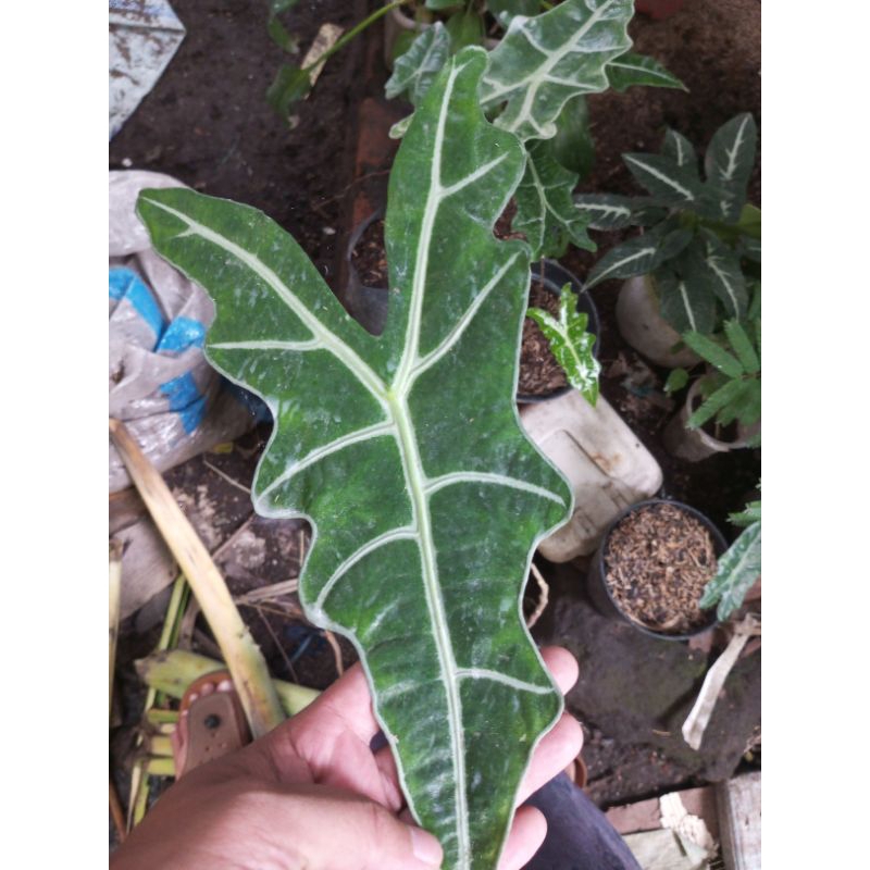 alocasia nobilis