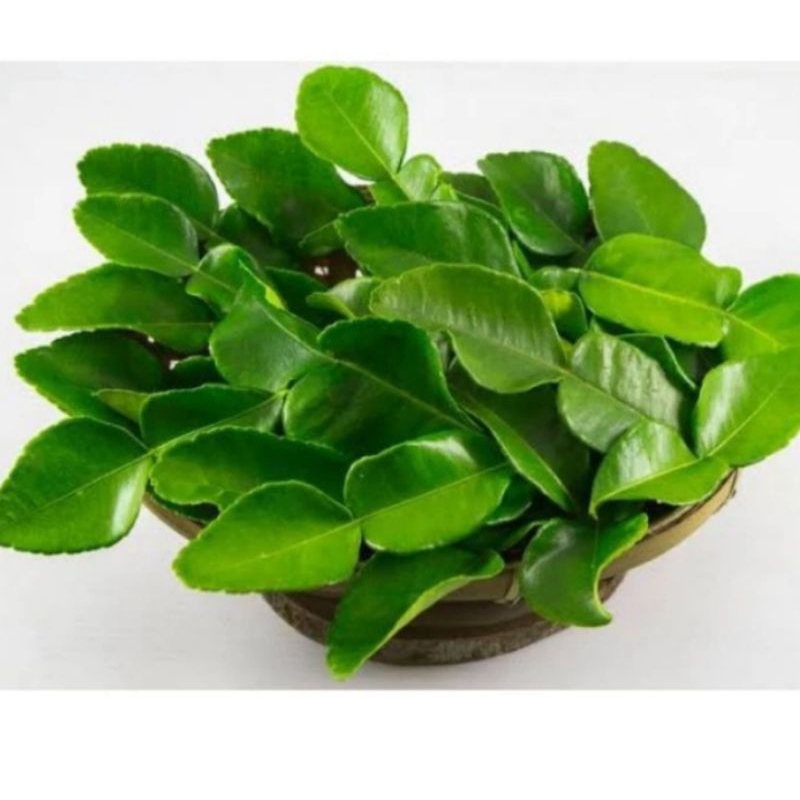 

Daun Jeruk Purut Fresh Segar