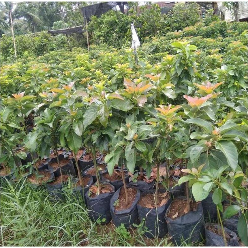 Bibit Alpukat Aligator 1 Meter