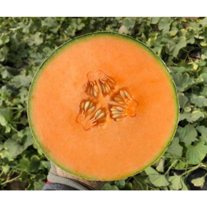 

PROMO!! BIJI/BENIH MELON MADU SUPER 50BIJI CEPAT TUMBUH TERLARIS