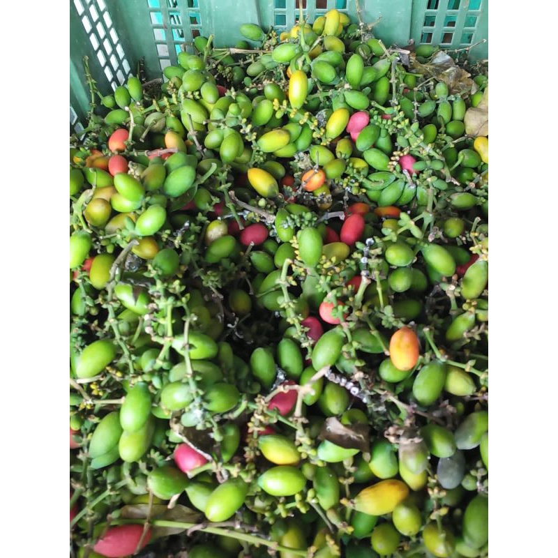 

Buah Melinjo Per - 250 gr