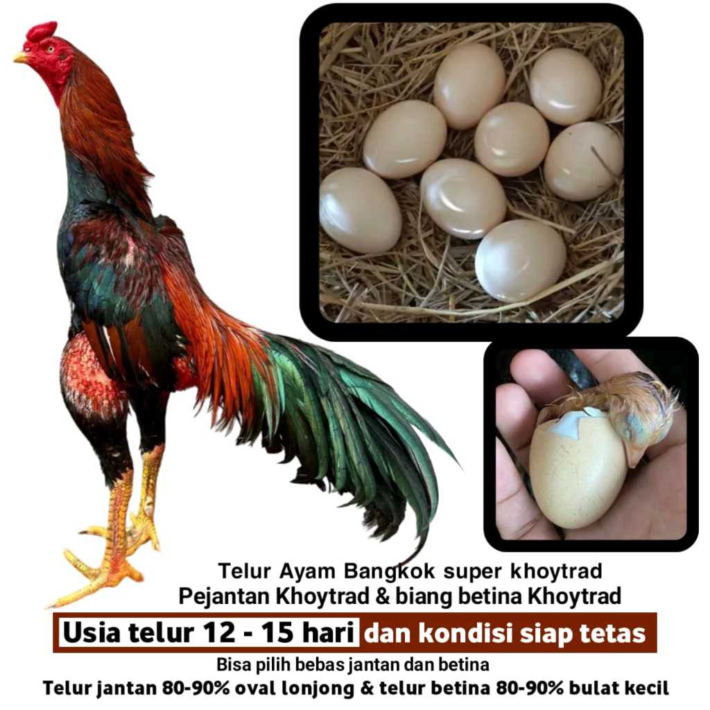 AYAM BANGKOK KHOYTRAD TELUR PAKHOY BRUTAL