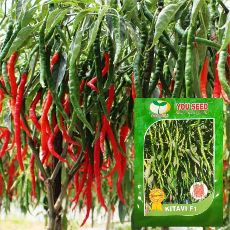 100 Biji Cabe Keriting KITAVI F1 | Benih Cabai Keriting Kitavi F1 | Bibit Cabe Keriting Tahan Virus