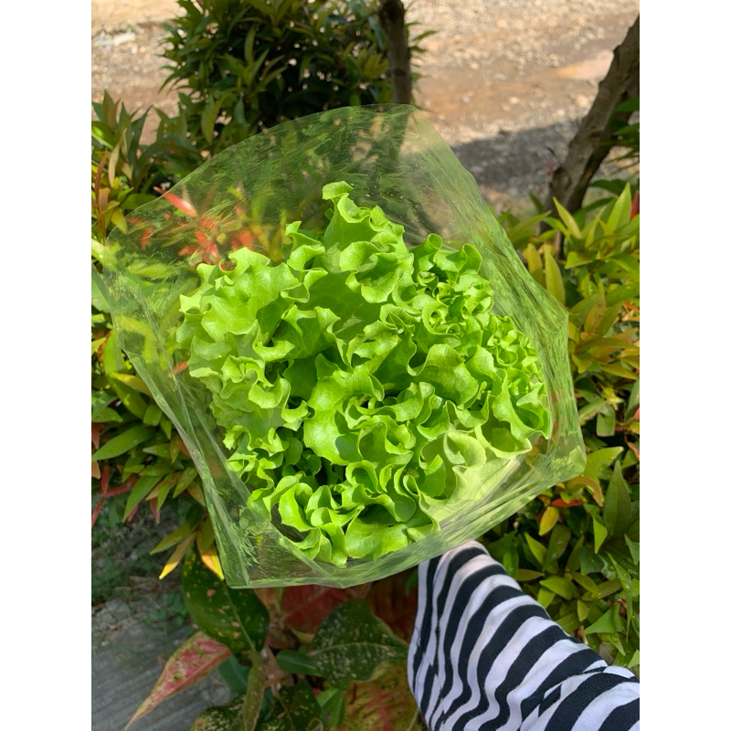 

lettuce selada hidroponik