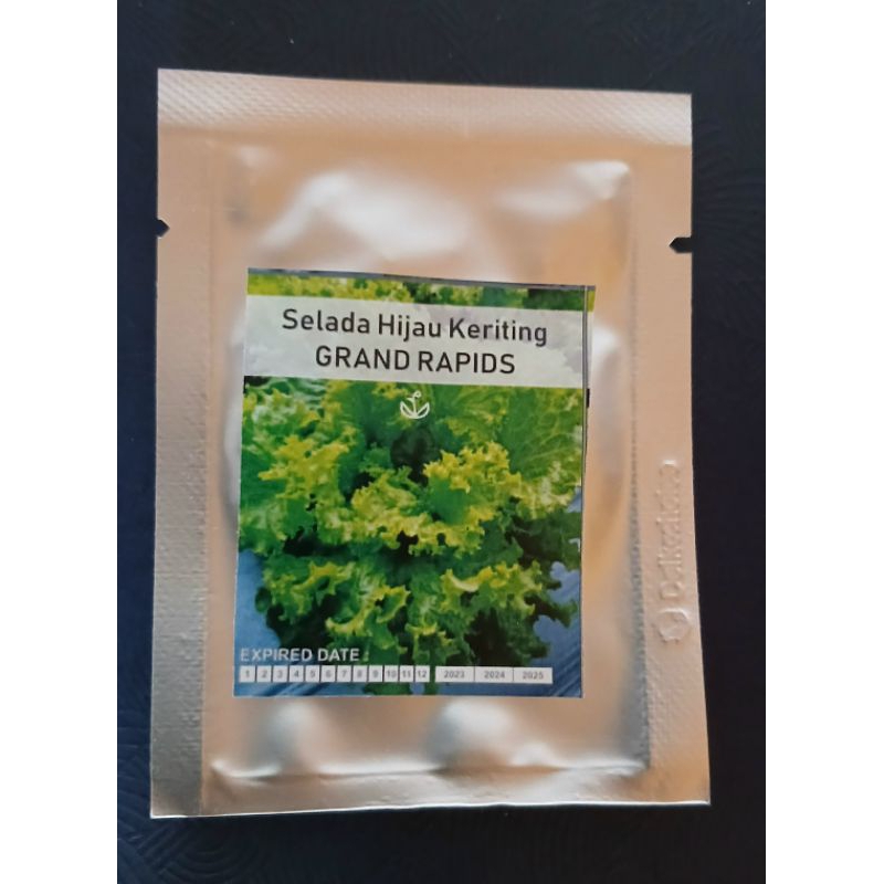 bibit benih selada hijau keriting