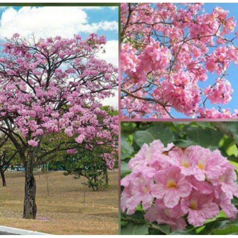 Bibit tabebuya ukuran 1 meter warna pink