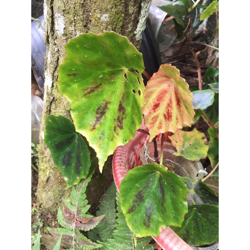 Begonia sp sulawesi