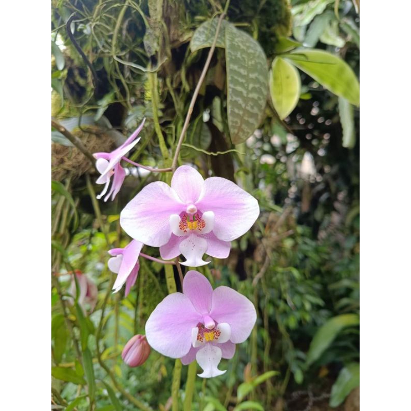 phalaenopsis schilleriana (kondisi spike)
