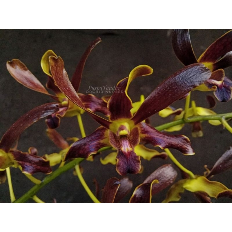 PUSPA TANDUR | Dendrobium | Black Spider x Gouldii | Anggrek Dendrobium