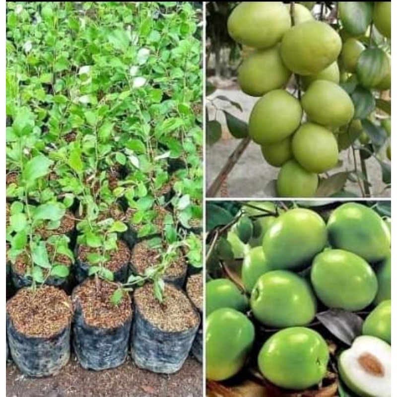 bibit apel india, apel putsa