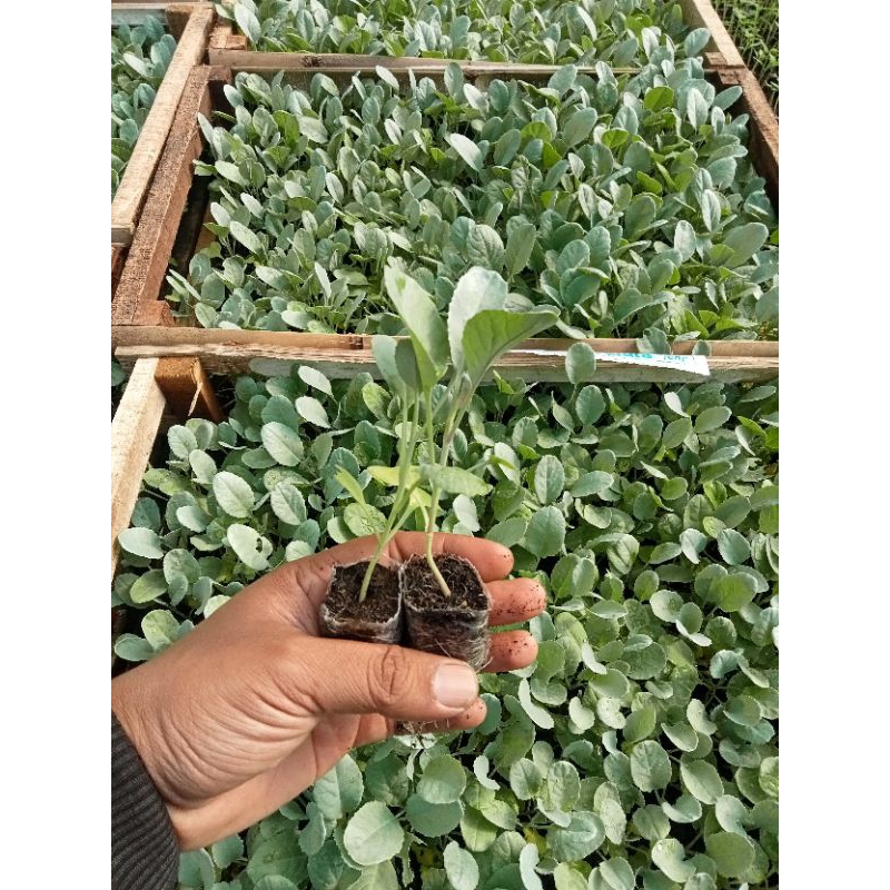 Bibit Tanaman Kubis Siap Tanam (Beli 10 Bonus 1)