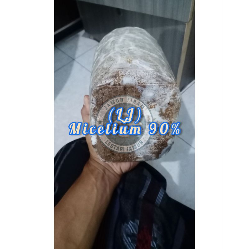 

BAGLOG JAMUR TIRAM SIAP PANEN, UKURAN 20X35 CM, BERAT 1,4-1,5 KG