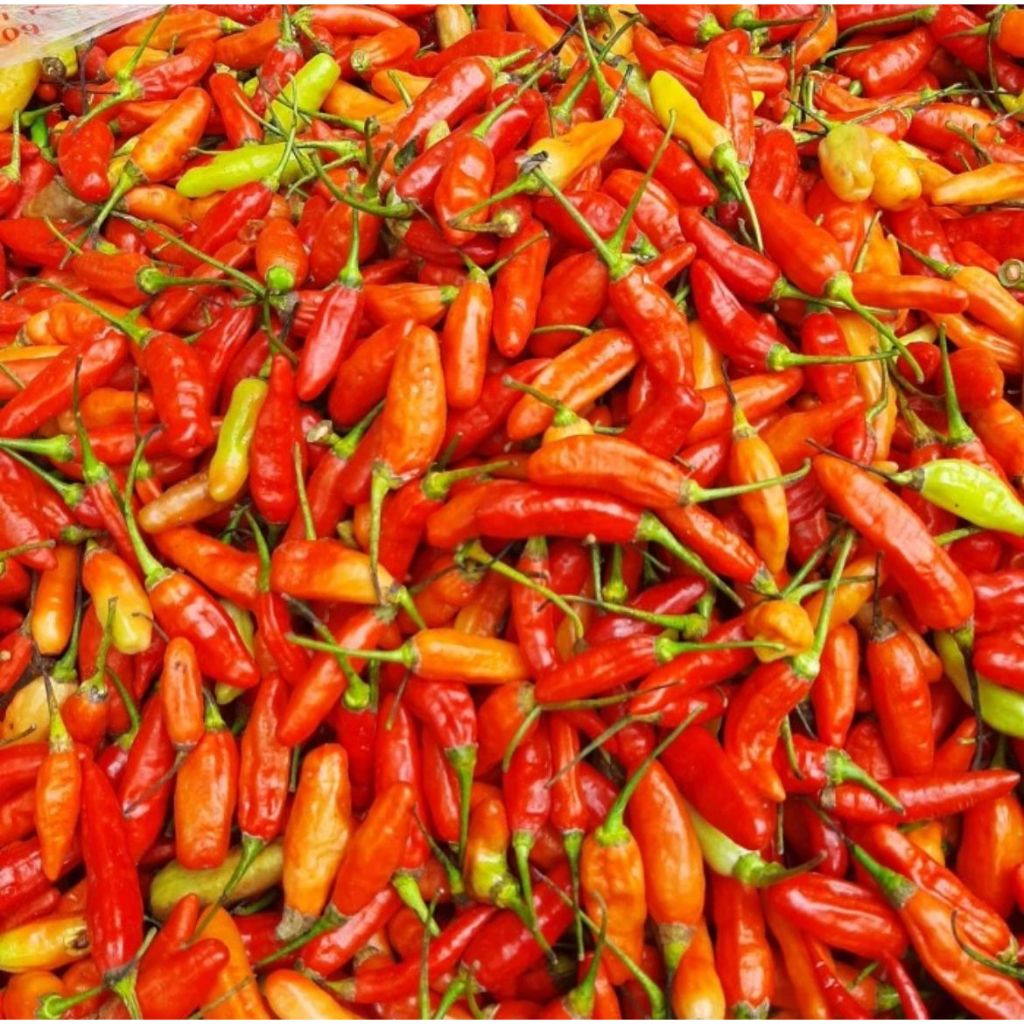 

Cabe Rawit Merah Cabai Fresh Segar