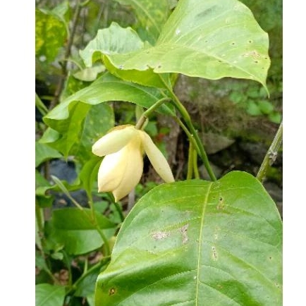 Magnolia Lilifera / Cempaka Gondok Kuning