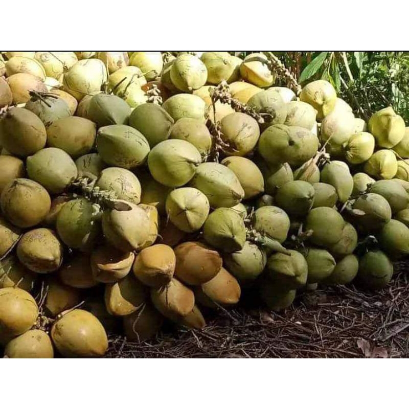 

kelpamudafreshdeganmuda