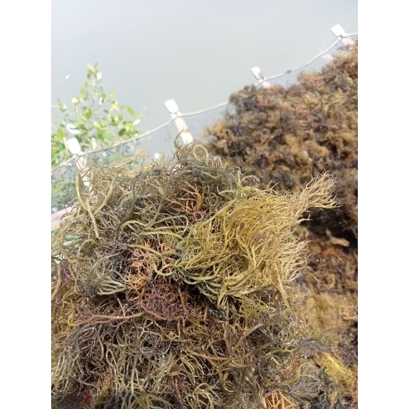 

rumput laut kering gralia untuk bahan baku Nori atau es campur 500g