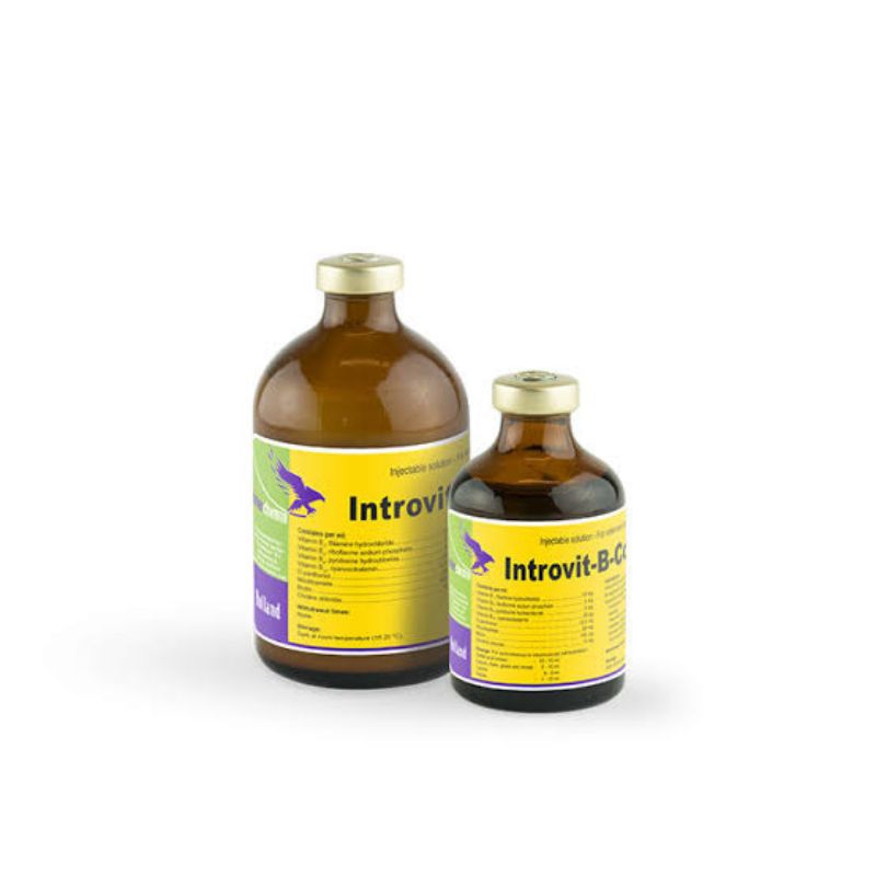 INTROVIT B COMPLEX 100 ml injeksi vitamin b hewan