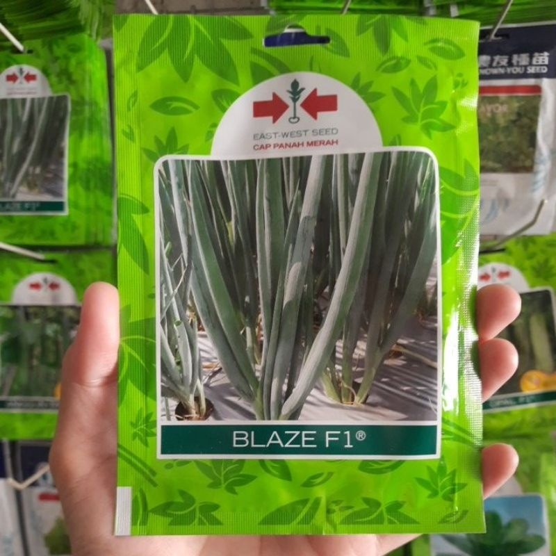 Benih Bawang Daun BLAZE F1 Isi 800biji