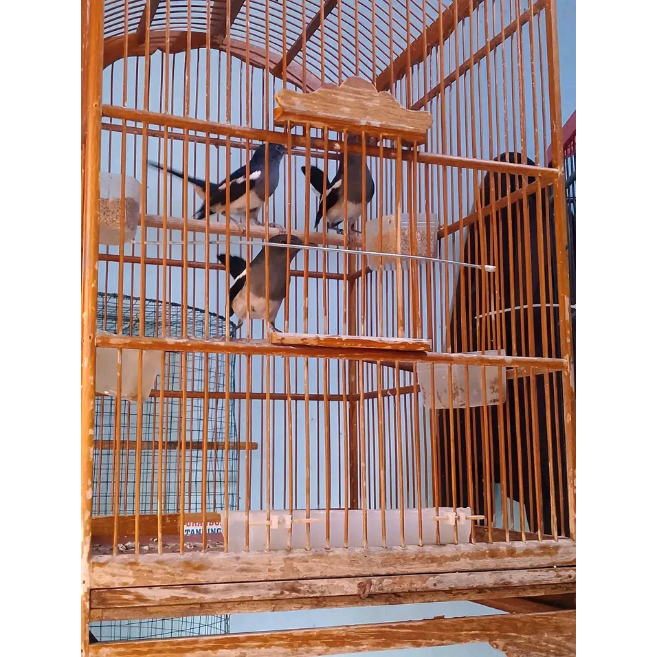 Kacer betina siap kawin prospek rawatan jabar