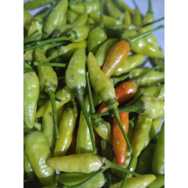 

Lombok Domba / Mengkreng