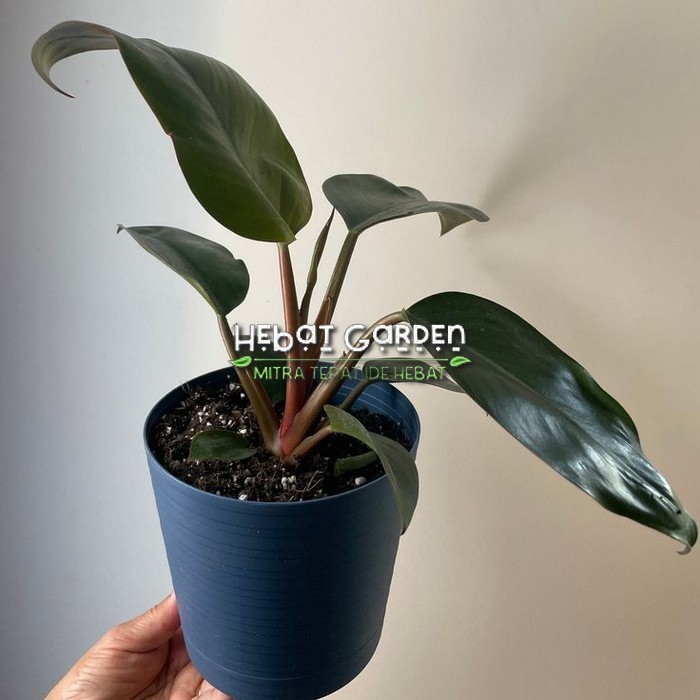 philodendron Congo Rojo - philo congo
