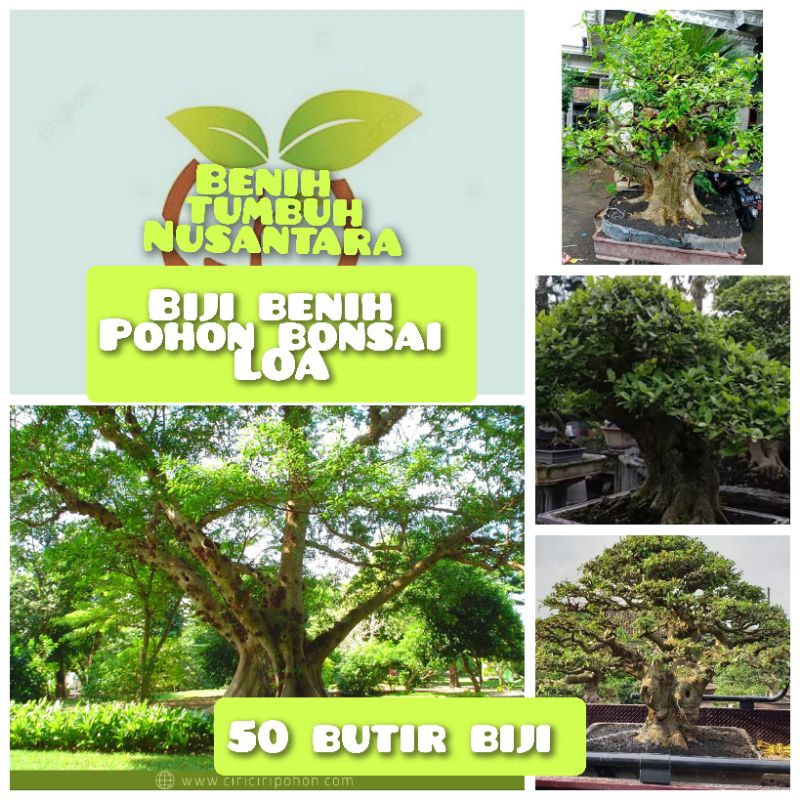 50 butir biji benih bonsai LOA/FICUS RACEMOSA