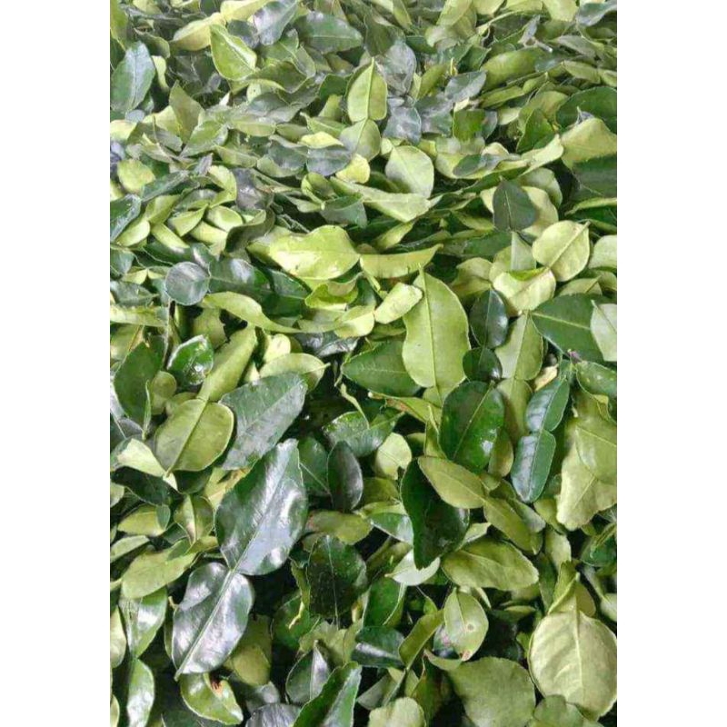 

daun jeruk purut 1 kg fresh pesan langsung petik