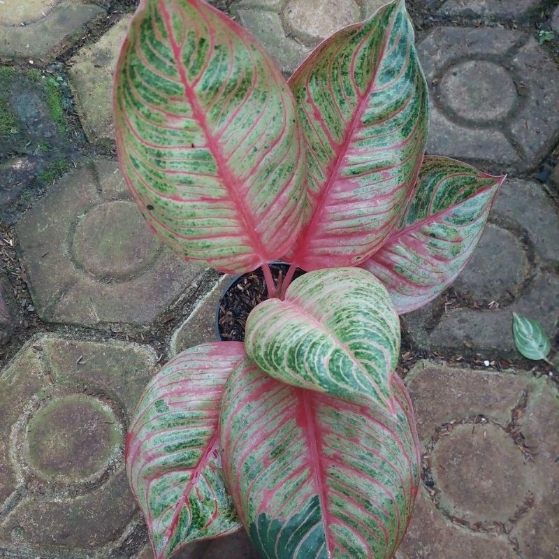 aglonema huges merah