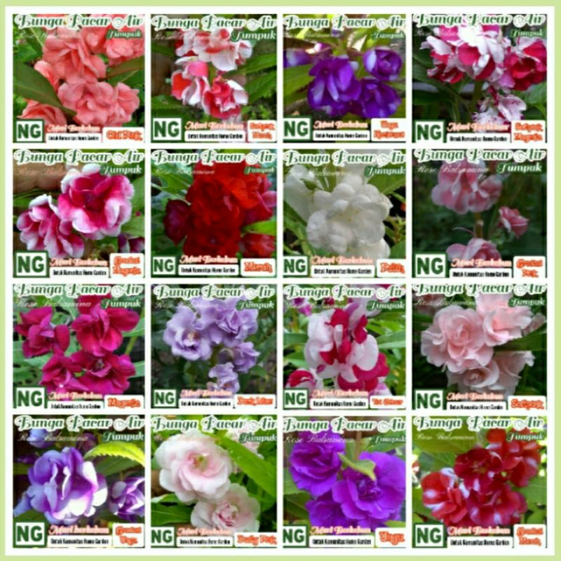 5 Benih Bunga Pacar Air Tumpuk Aneka Warna Rose Balsamina Benih Biji Bibit Bunga Pacar Air Ungu Mera