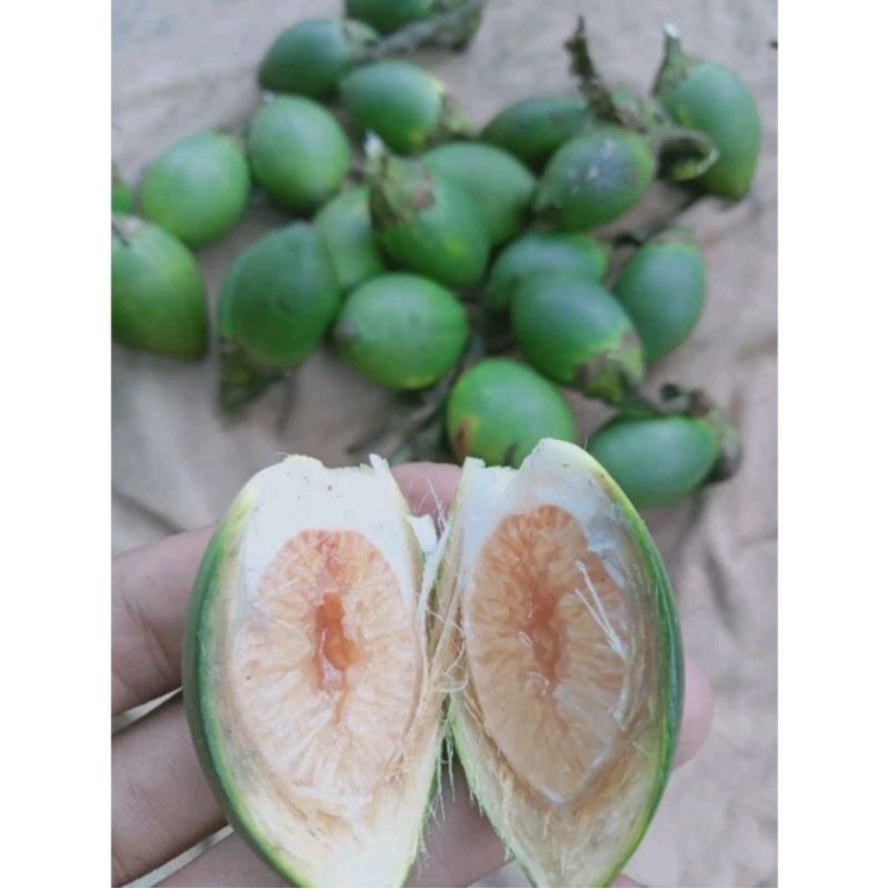 

buah pinang muda 1kg