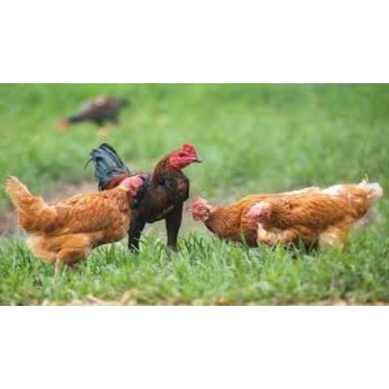 

Ayam Kampung Kota Serang
