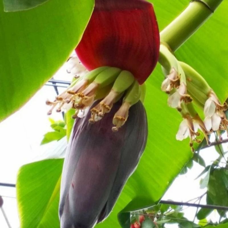 

Jantung Pisang Kepok - Sayur sehat dipetik dadakan