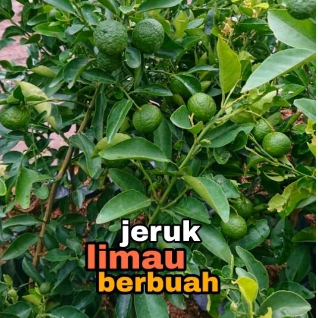 bibit jeruk limau berbuah // jeruk sambal sudah berbuah