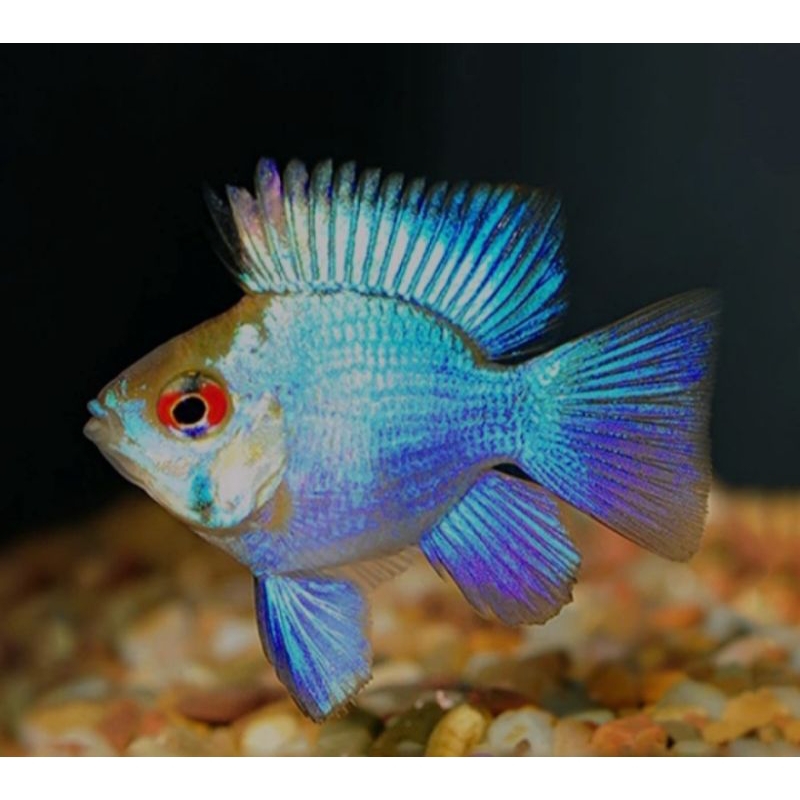 blue elektrik Ramirezi