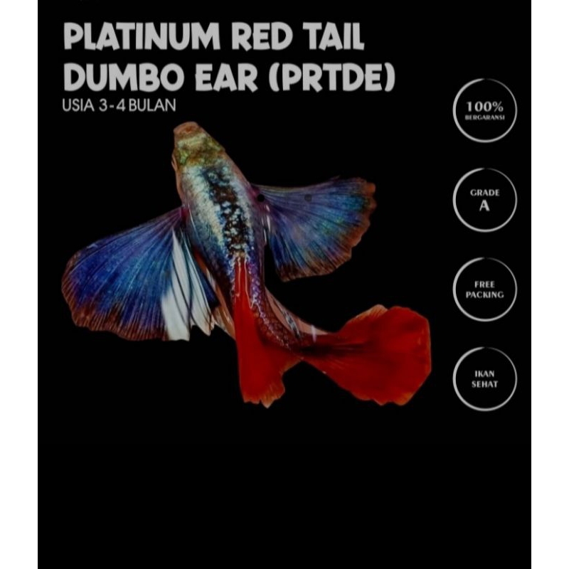 Guppy Platinum Red Tail Dumbo Ear (prtde)