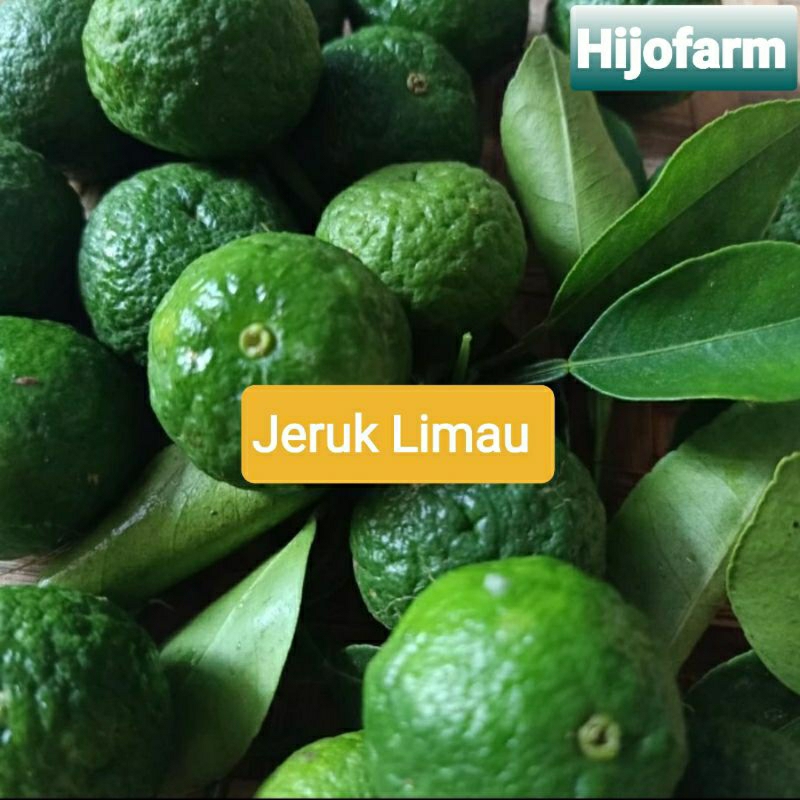 

Jeruk Limau / Jeruk Sambal 250 Gr