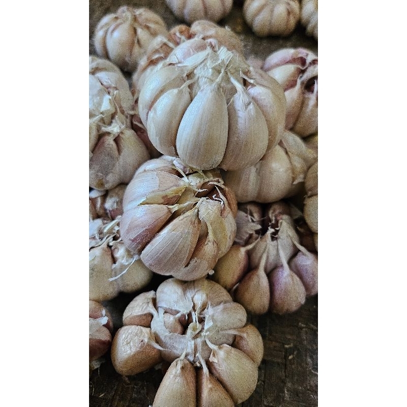 

Bawang Putih Banci 1Kg