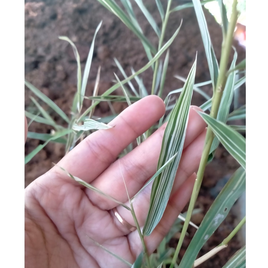 Hemat-Bibit tanaman Hias Bambu Mini Varigata - Sudah Berakar